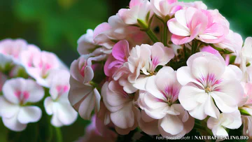 Foto: Sonia Gołofit